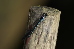 Heliocypha perforata