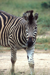 Equus quagga chapmani