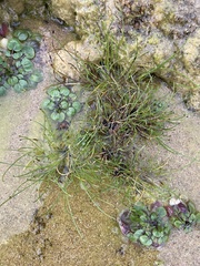 Isolepis cernua