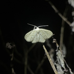 Scopula apparitaria