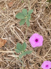 Ipomoea magnusiana