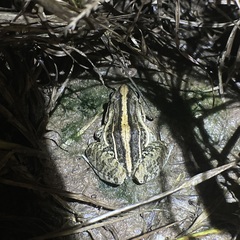 Leptodactylus fuscus
