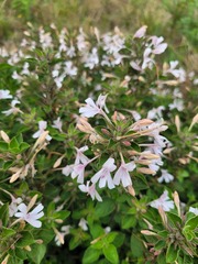 Dyschoriste setigera