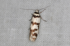 Philobota impletella