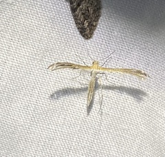 Oxyptilini