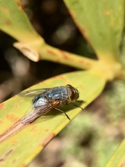 Calliphora dubia