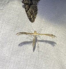 Oxyptilini