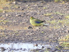 Neophema chrysostoma