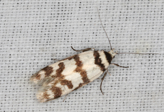 Philobota impletella