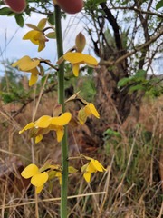 Eulophia streptopetala