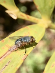 Calliphora dubia