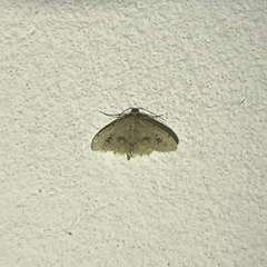 Idaea gospera