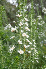 Olearia ramulosa