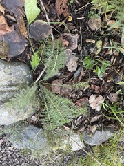 Physostegia virginiana