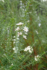 Olearia ramulosa