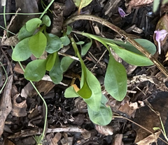 Physostegia virginiana