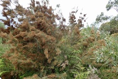 Allocasuarina paradoxa