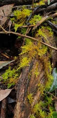 Thuidiopsis