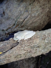 Boana platanera