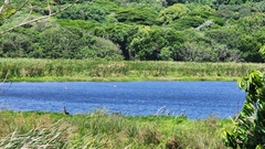 Plectropterus gambensis