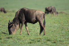 Connochaetes taurinus mearnsi