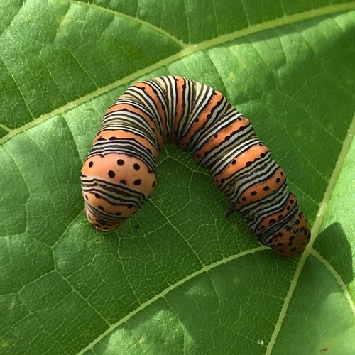 Beautiful Wood-nymph