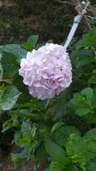 Hydrangea