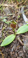 Chiloglottis