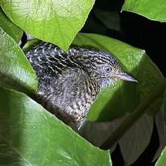 Thamnophilus doliatus