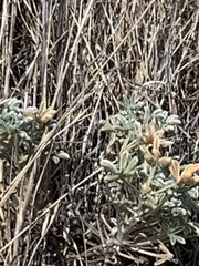 Lupinus albifrons collinus