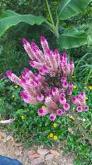 Celosia