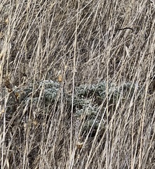 Lupinus albifrons collinus