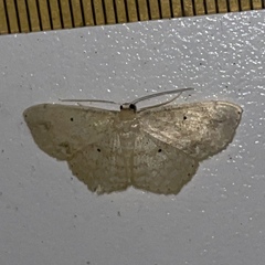 Scopula apparitaria