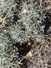 Lupinus albifrons collinus
