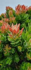 Mimetes fimbriifolius