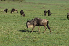 Connochaetes taurinus mearnsi