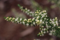 Olearia tubuliflora