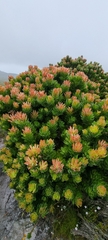 Mimetes fimbriifolius