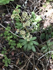 Crassula orbicularis