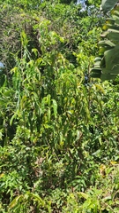 Annona senegalensis