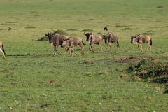 Connochaetes taurinus mearnsi