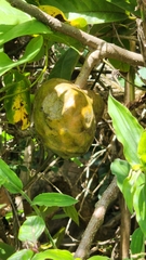Annona senegalensis