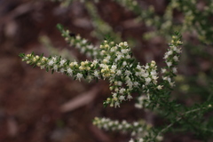 Olearia tubuliflora