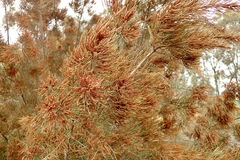 Allocasuarina paradoxa