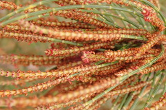 Allocasuarina paradoxa
