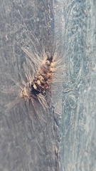 Tumicla sagenaria