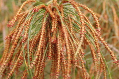 Allocasuarina paradoxa