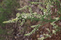 Olearia tubuliflora