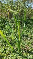Albuca virens