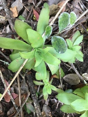 Crassula orbicularis